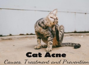 Kočičí akné:Příčiny, léčba a prevence