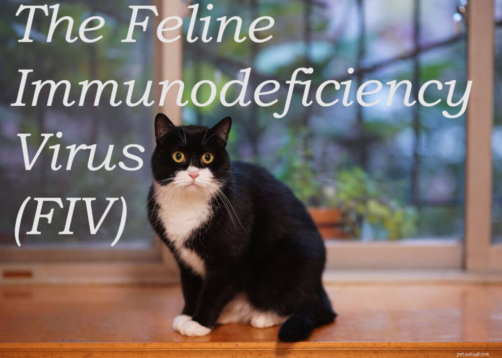 FIV:Virus kočičí imunodeficience
