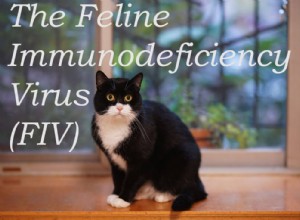 FIV：猫免疫不全ウイルス 