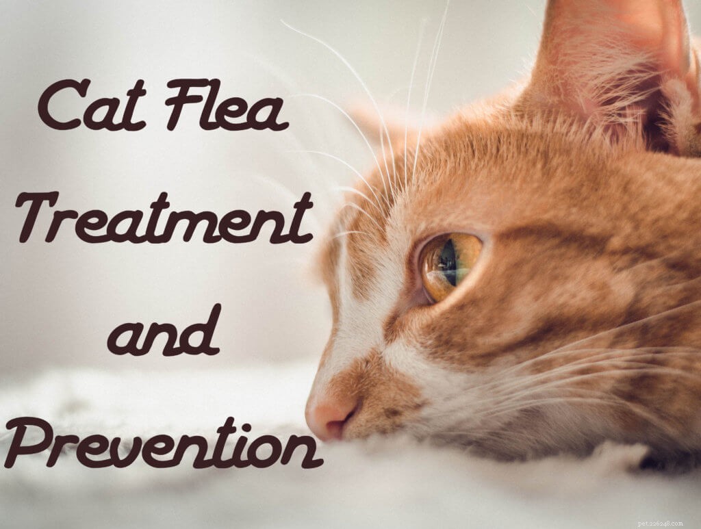 Behandling och förebyggande av kattloppor