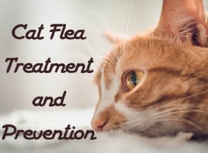 Léčba a prevence kočičích blech