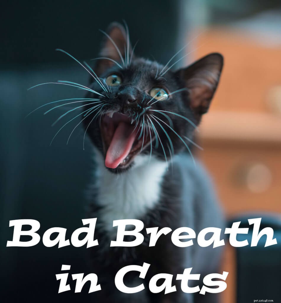 Dålig andedräkt hos katter:orsaker, behandling och förebyggande