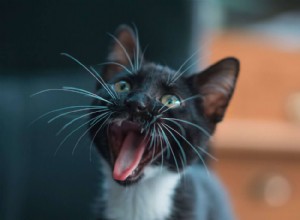 Mauvaise haleine chez le chat :causes, traitement et prévention
