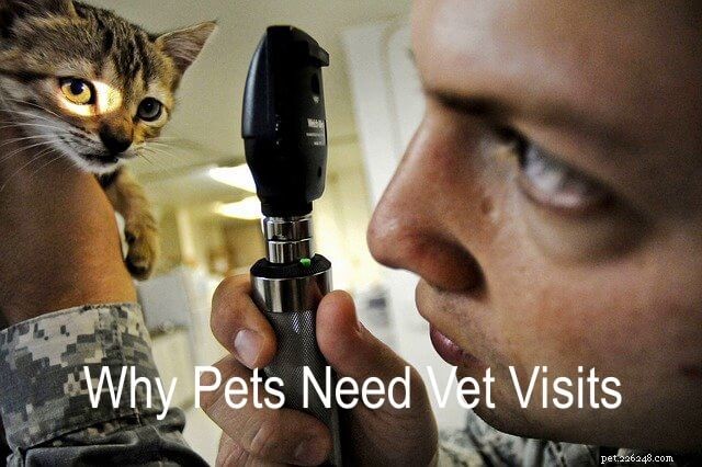 Skäl till varför regelbundna veterinärbesök är nödvändiga för husdjur