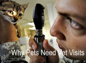 Razões pelas quais visitas regulares ao veterinário são necessárias para animais de estimação