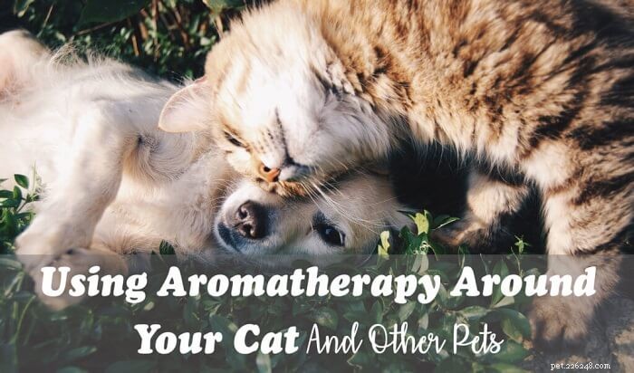 Använda aromaterapi runt din katt och andra husdjur