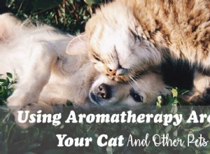 Usando aromaterapia em torno de seu gato e outros animais de estimação