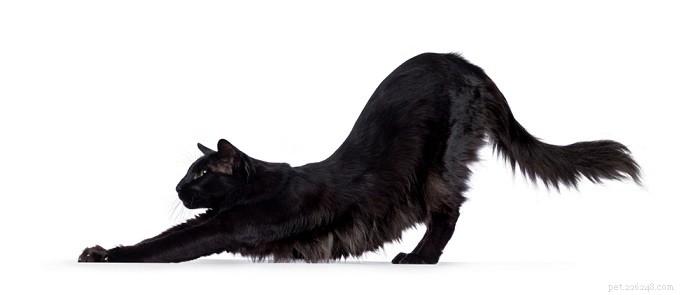 Varför böjer sig katter på ryggen? Nyfiken kattfakta