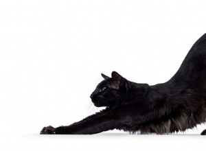 なぜ猫は背中をアーチ状にするのですか？好奇心旺盛な猫の事実 