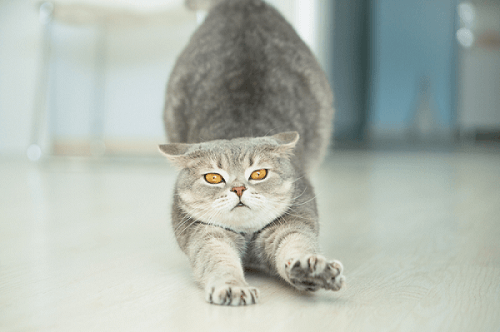 Waarom krommen katten hun rug? Nieuwsgierige kattenfeiten