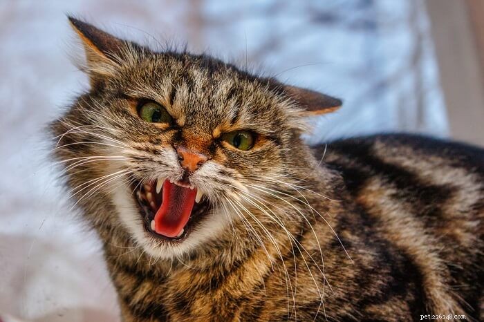 Почему мой кот рычит? 6 причин, по которым вы должны знать