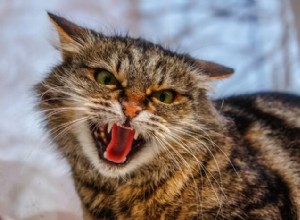 Почему мой кот рычит? 6 причин, по которым вы должны знать