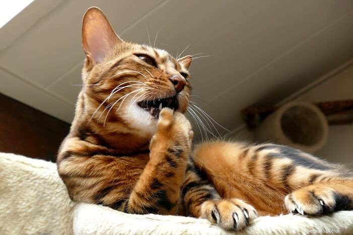 Кошка грызет когти:почему кошки тянут когти?