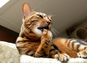 Kočičí kousání nehtů:Proč kočky tahají za drápy?