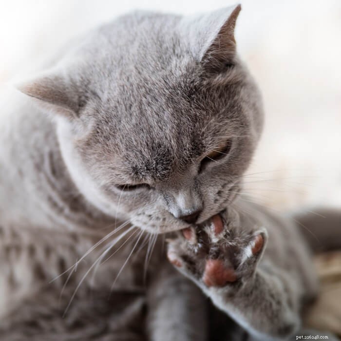 猫の爪を噛む：なぜ猫は爪を引っ張るのですか？ 