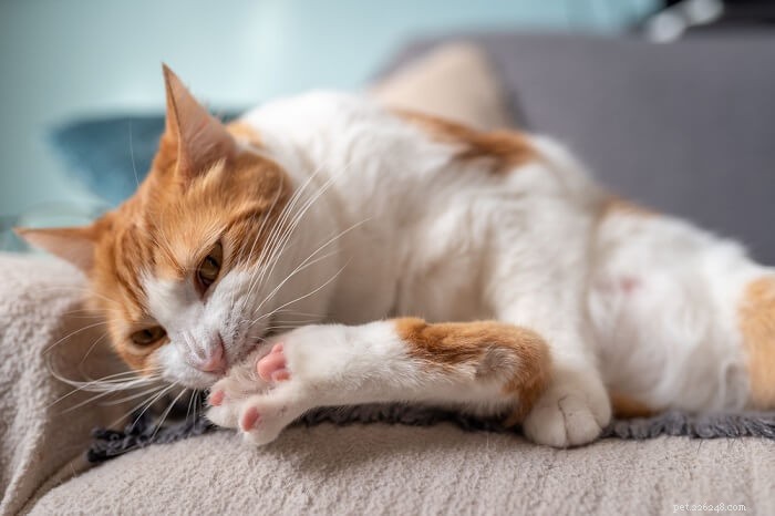 Nagelbijten bij katten:waarom trekken katten aan hun klauwen?