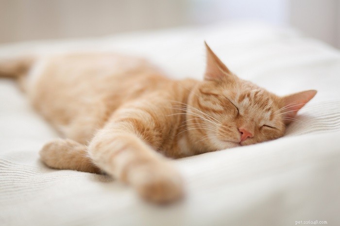 O que significam as posições de sono do meu gato?