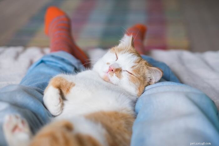 猫が足の間で寝るのはなぜですか？猫の行動の説明 