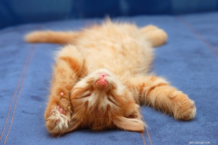 Co znamenají polohy spánku mé kočky?
