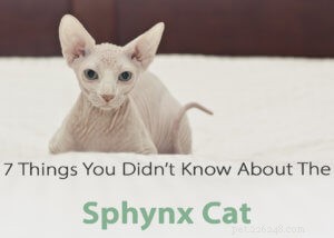 7 choses que vous ne saviez pas sur le chat Sphynx 