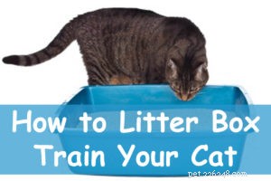 トイレのトレーニング：猫にトイレを使わせる方法は？ 