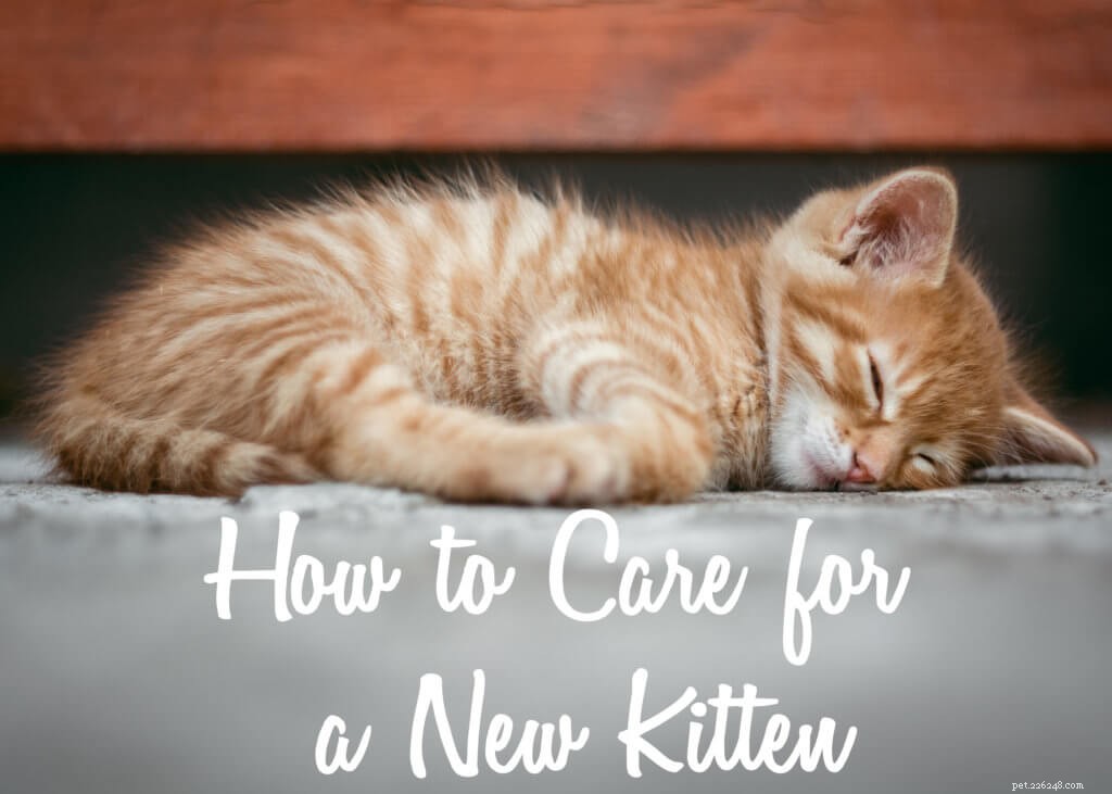 새 새끼 고양이를 돌보는 방법은 무엇입니까?