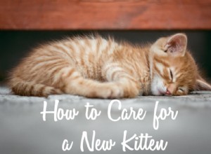 새 새끼 고양이를 돌보는 방법은 무엇입니까?