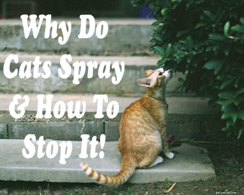 Por que os gatos borrifam? :Como parar!