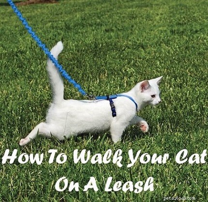 고양이를 목줄로 산책시키는 방법은 무엇입니까?