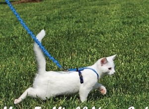 고양이를 목줄로 산책시키는 방법은 무엇입니까?