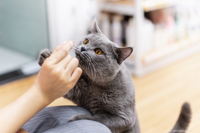 Welke geuren haten katten? 9 nee-nee s voor hun gevoelige neuzen