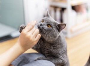 猫はどんなにおいが嫌いですか？敏感な鼻のための9つのノーノー 