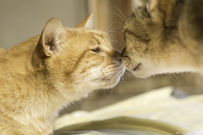 Vilka lukter hatar katter? 9 nej-nej för sina känsliga näsor