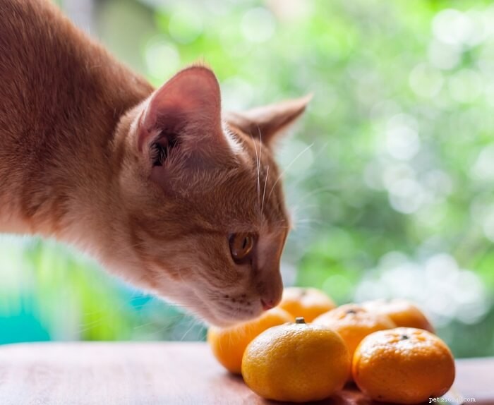 고양이는 어떤 냄새를 싫어합니까? 민감한 코를 위한 9가지 금지 사항