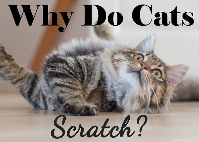 고양이가 긁는 이유는 무엇입니까?