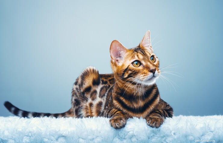 Nomi unici di gatti del Bengala maschi e femmine