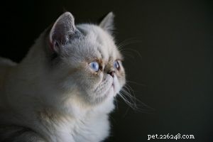 115 roztomilých a hravých jmen pro himálajské kočky