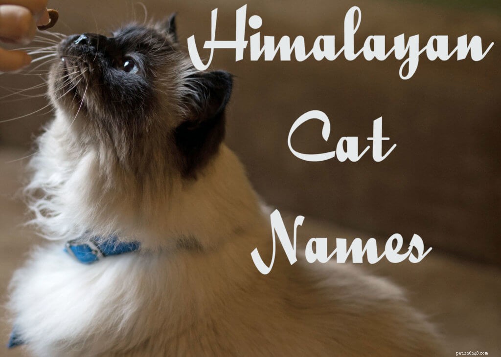 ヒマラヤン猫の115のかわいくて遊び心のある名前 