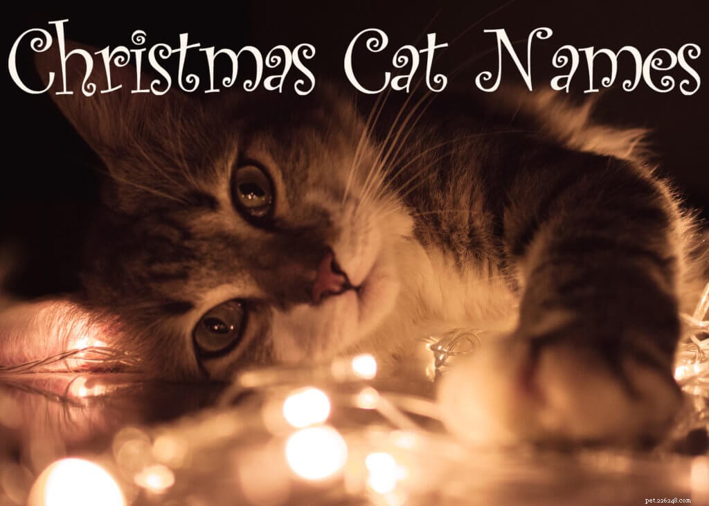 귀엽고 사랑스러운 크리스마스 고양이 이름 205개
