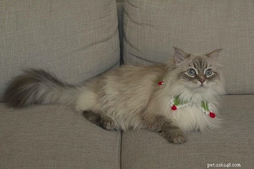 205 nomes de gatos de Natal fofos e adoráveis