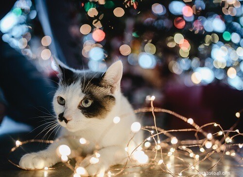 205 милых и очаровательных рождественских имен кошек