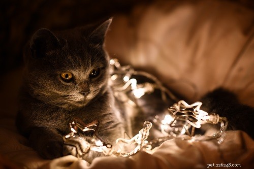 205 милых и очаровательных рождественских имен кошек