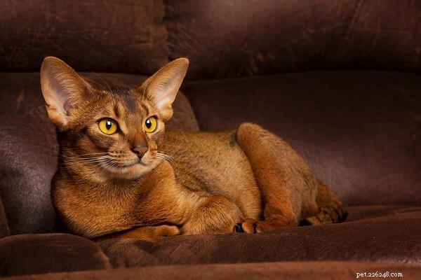 100 schattige en schattige Abessijnse kattennamen