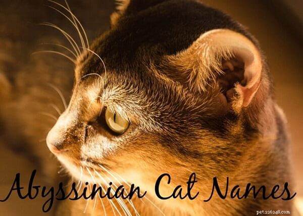 100 schattige en schattige Abessijnse kattennamen