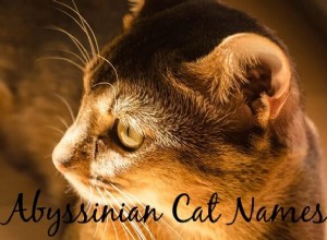 100のキュートで愛らしいアビシニアンの猫の名前 