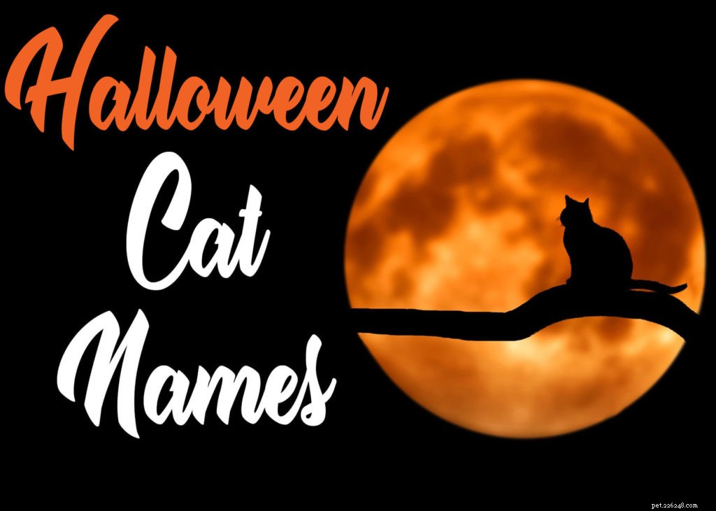 할로윈 고양이 이름:무서운 고양이를 위한 최고의 이름 50개