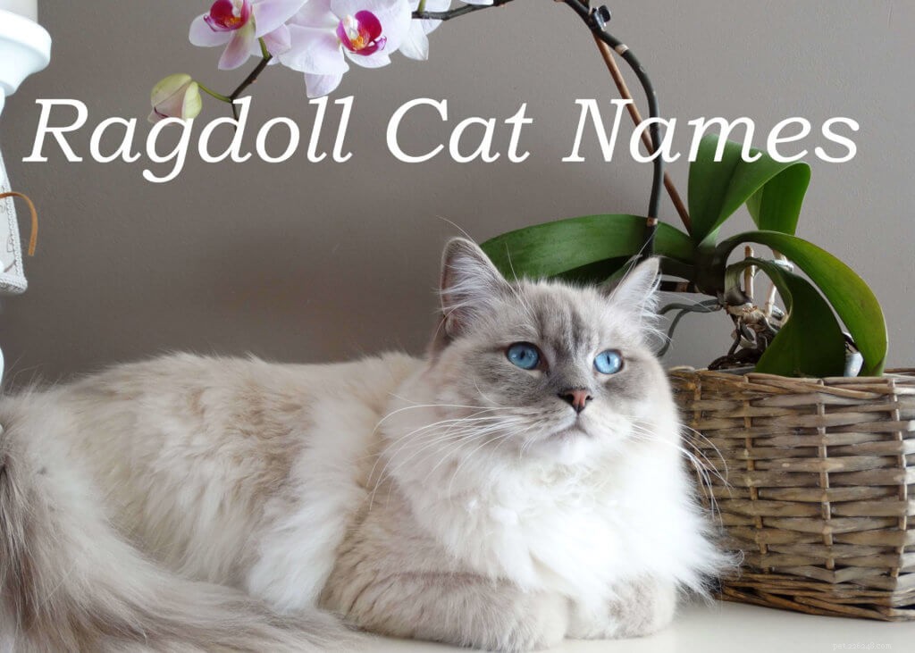 105 populaire namen voor Ragdoll-katten
