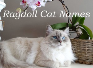 ラグドール猫の105の人気のある名前 