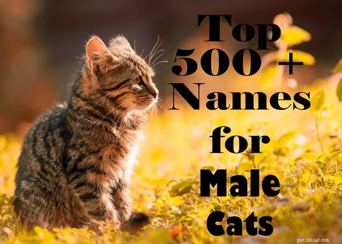 수컷 고양이에게 가장 인기 있는 이름 500개(A-Z)