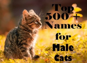500 nomes mais populares para gatos machos (A-Z)
